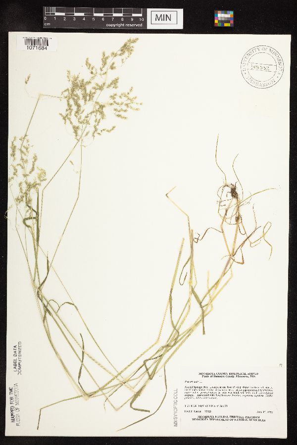 Poa trivialis subsp. trivialis image