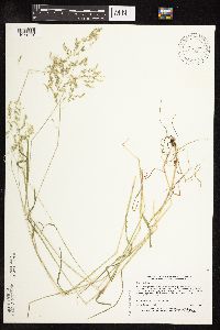 Poa trivialis subsp. trivialis image