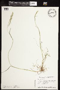 Poa trivialis subsp. trivialis image
