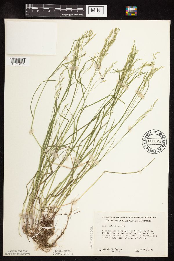 Poa palustris x nemoralis image