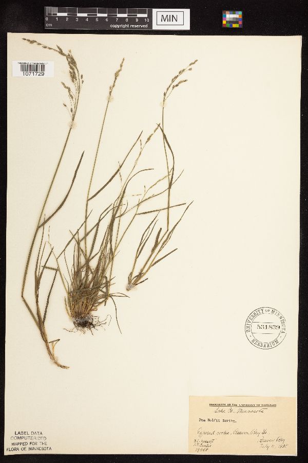 Poa glauca x palustris image