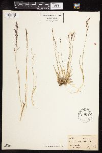 Podagrostis aequivalvis image