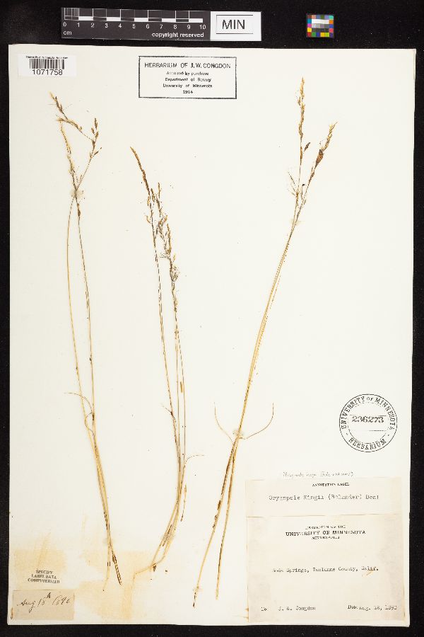 Ptilagrostis image
