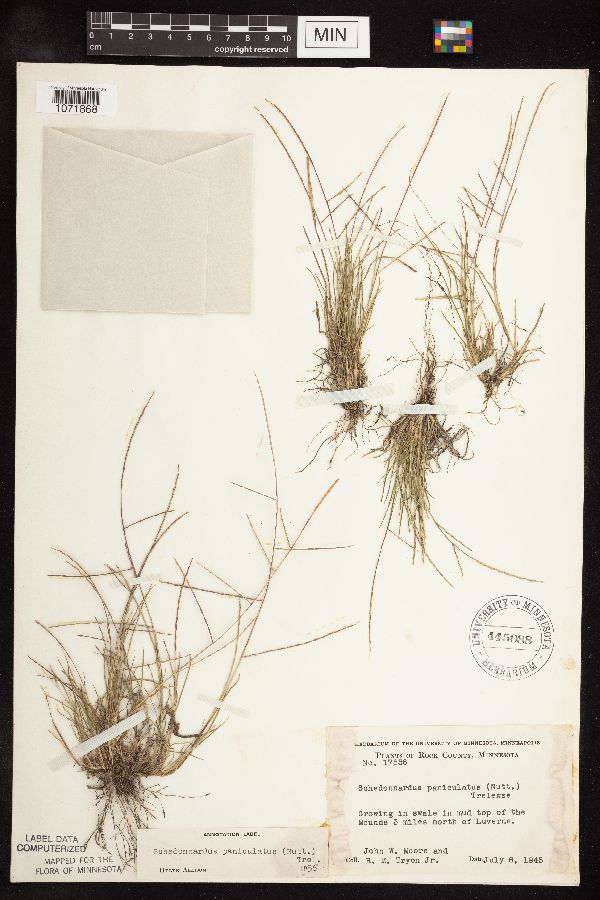 Schedonnardus image