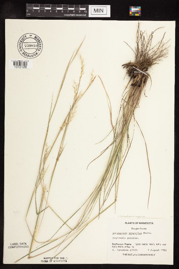 Schizachyrium scoparium var. scoparium image