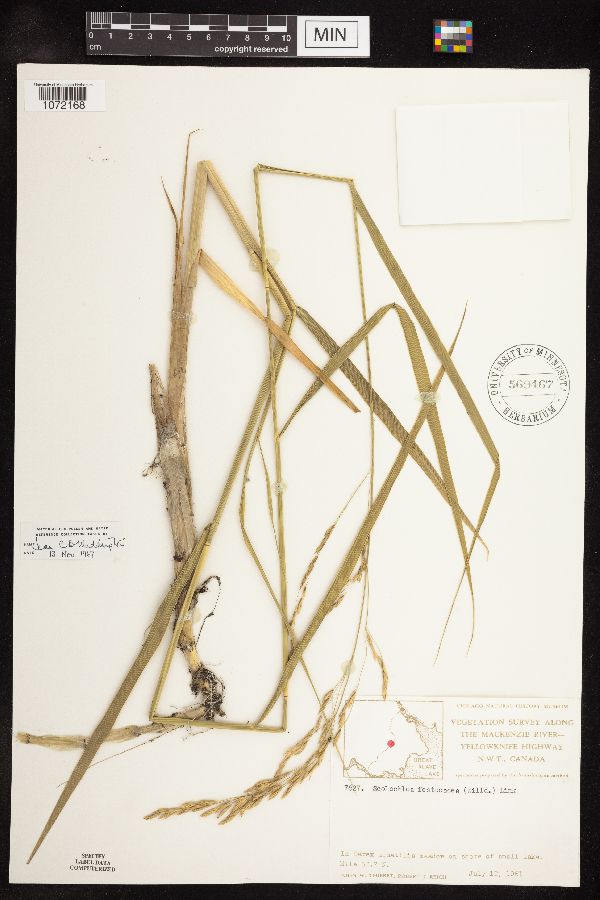 Scolochloa festucacea image