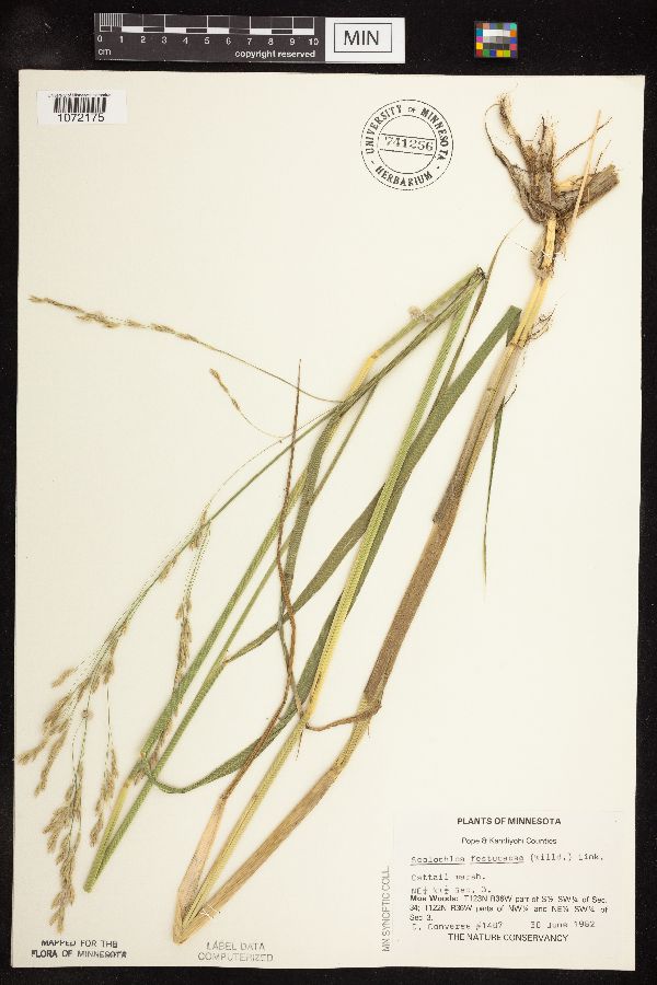 Scolochloa festucacea image