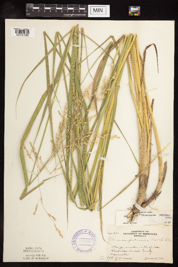 Scolochloa festucacea image