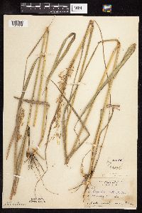 Sorghastrum nutans image