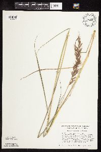 Sorghastrum nutans image