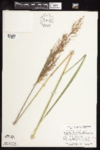 Sorghastrum nutans image