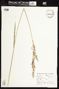 Sorghastrum nutans image