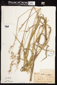 Sorghastrum nutans image