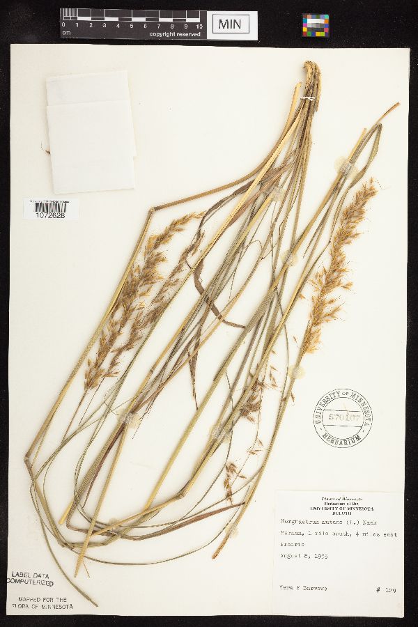 Sorghastrum nutans image