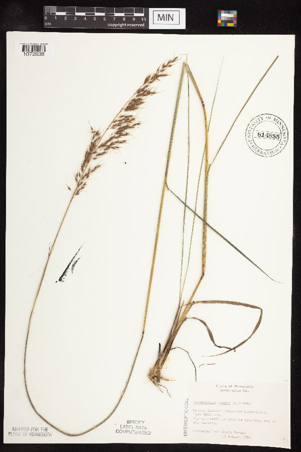 Sorghastrum image