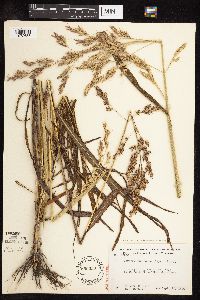 Sorghum bicolor subsp. drummondii image