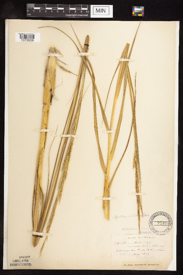 Spartina alterniflora image