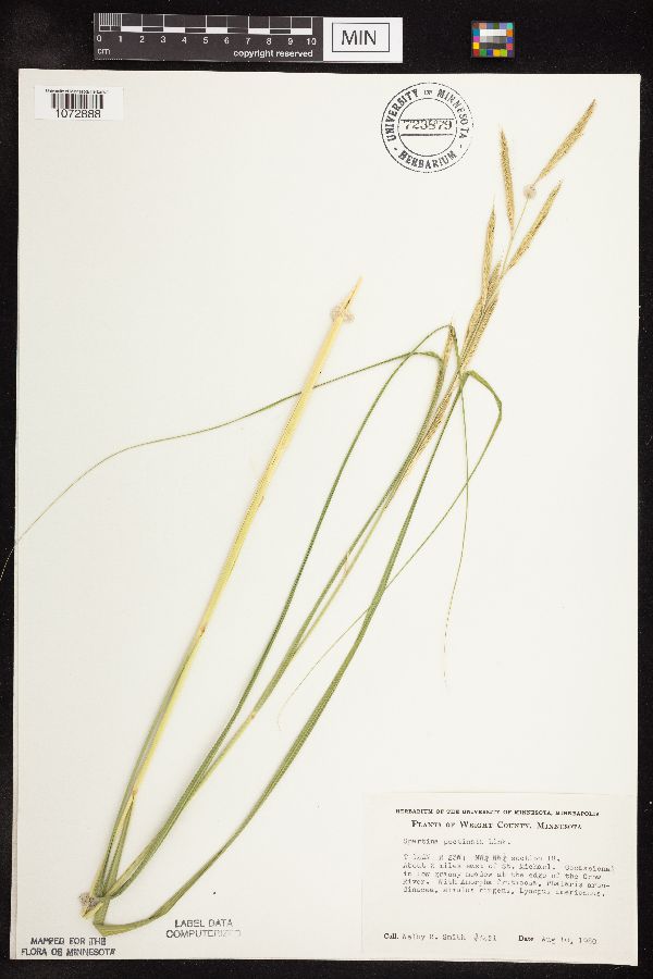 Spartina pectinata image