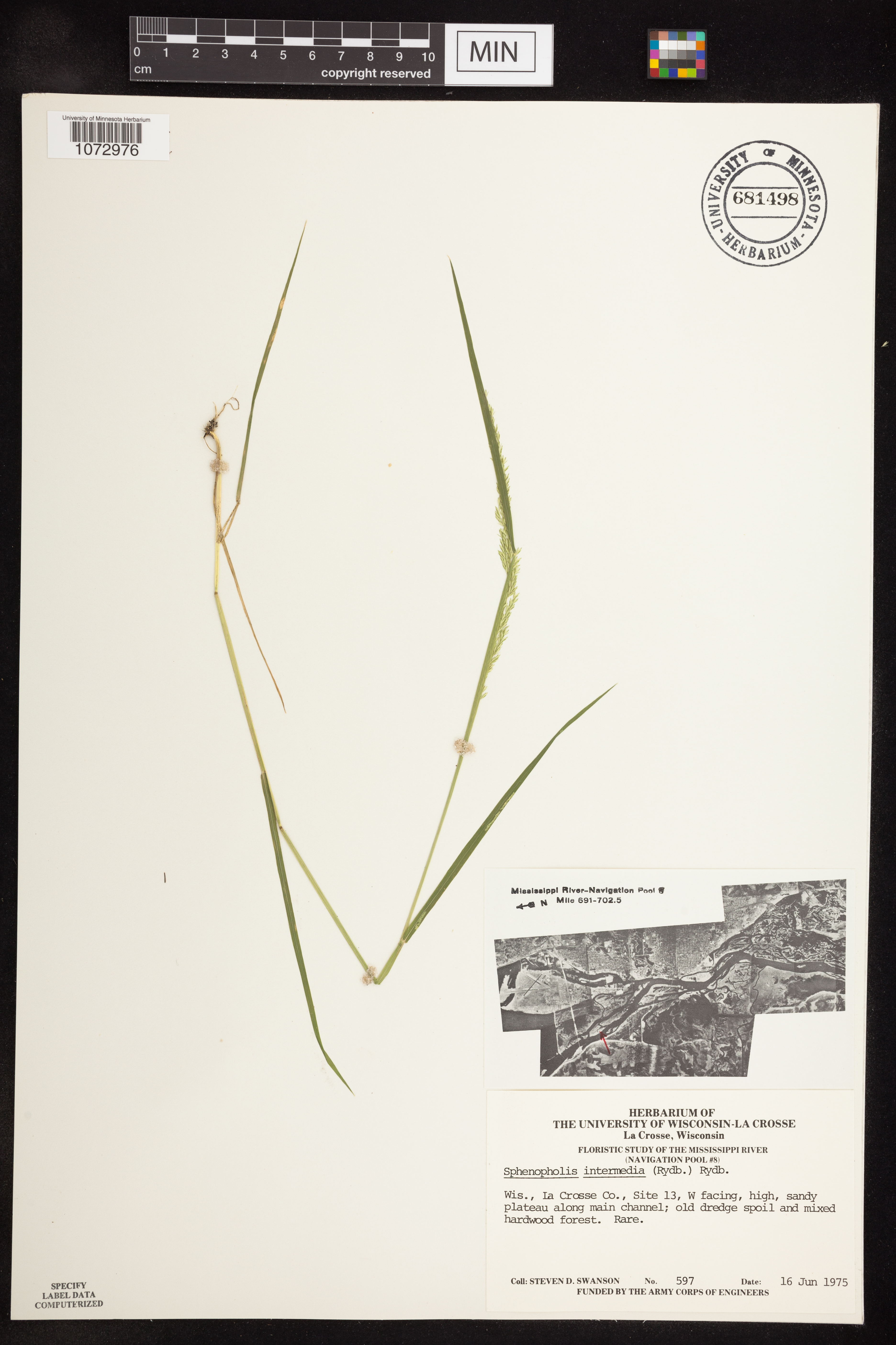 Sphenopholis intermedia image