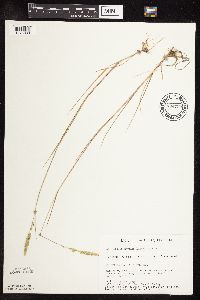 Sphenopholis obtusata image