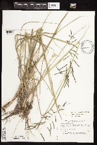 Sporobolus cryptandrus image