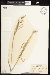Sporobolus cryptandrus image
