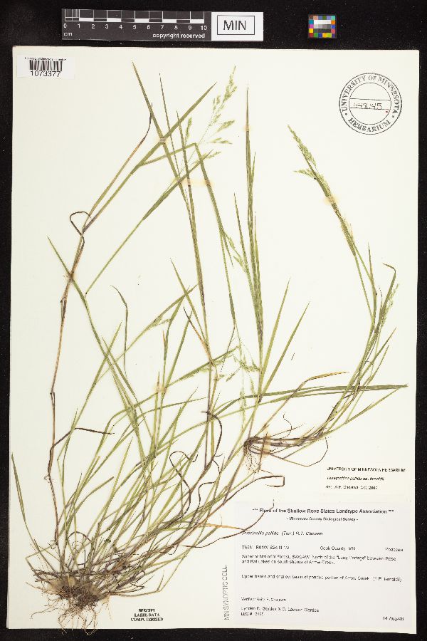 Torreyochloa pallida var. fernaldii image