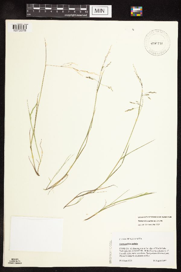 Torreyochloa pallida var. fernaldii image