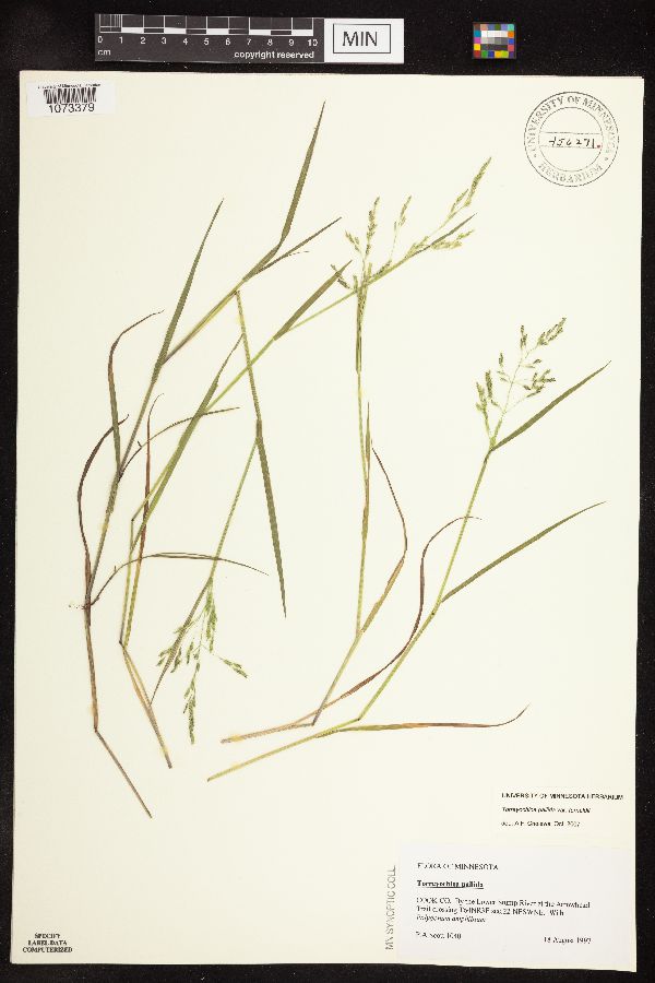 Torreyochloa pallida var. fernaldii image