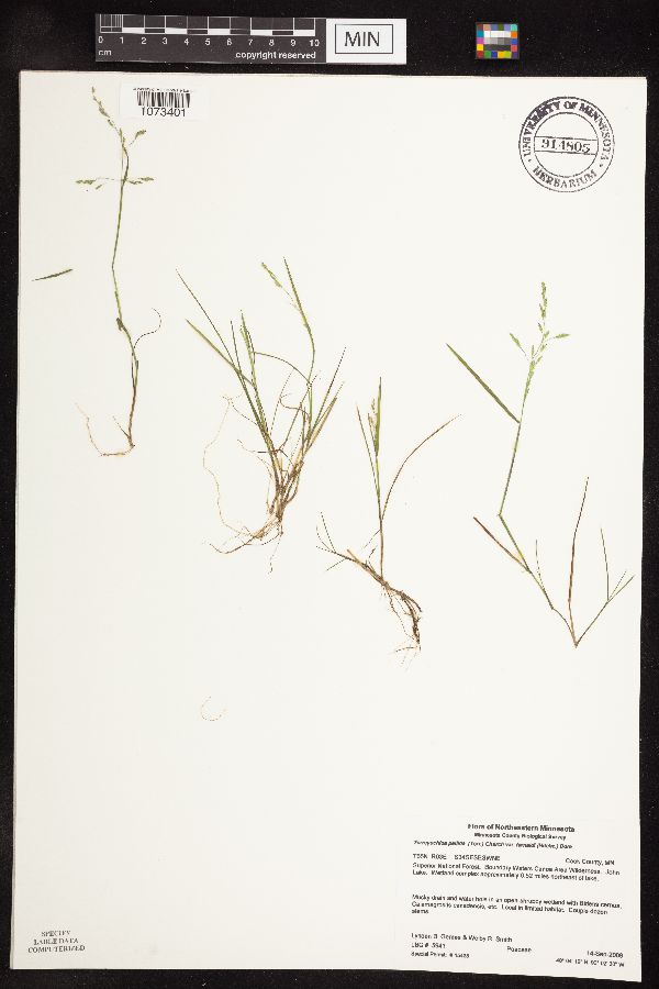 Torreyochloa pallida var. fernaldii image