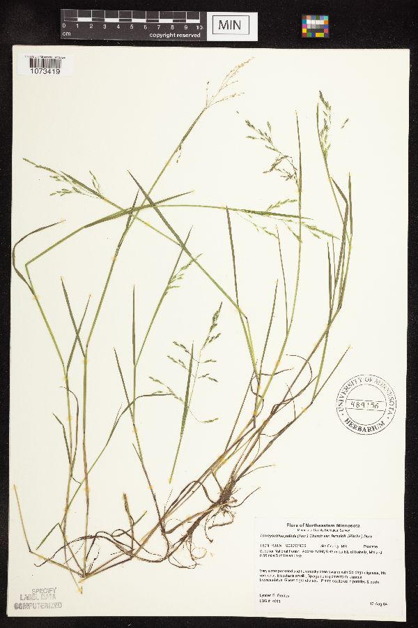 Torreyochloa pallida var. fernaldii image