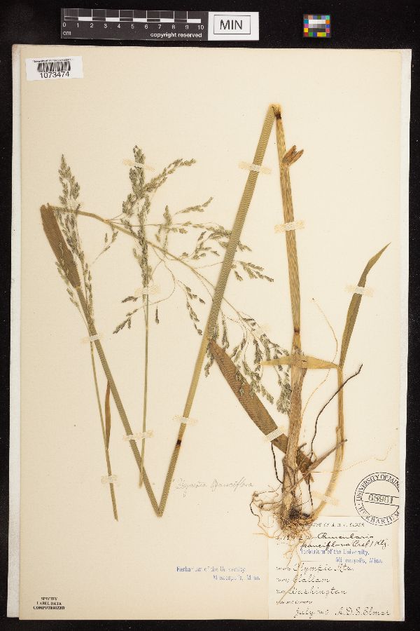 Torreyochloa pallida var. pauciflora image