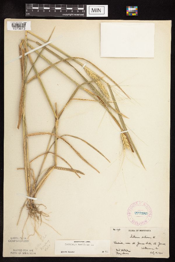 Triticum aestivum image