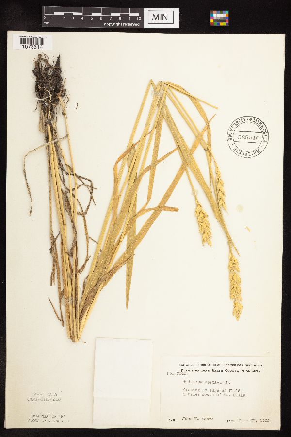 Triticum aestivum image