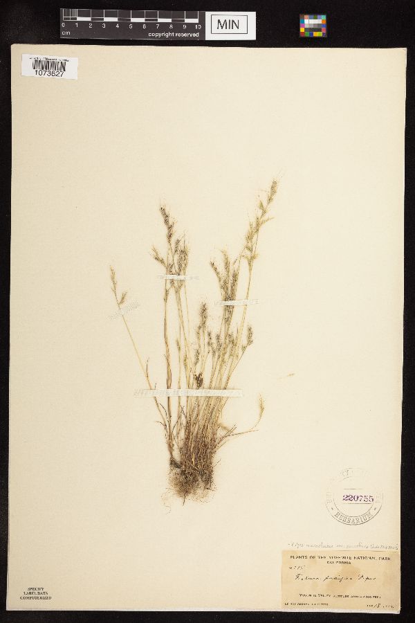 Vulpia microstachys var. pauciflora image