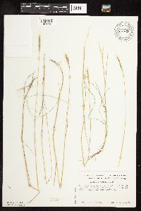 Elymus trachycaulus x Hordeum jubatum image