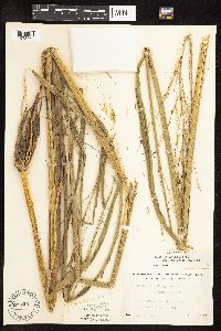 Zizania palustris var. interior image