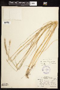 Elymus trachycaulus x Hordeum jubatum image