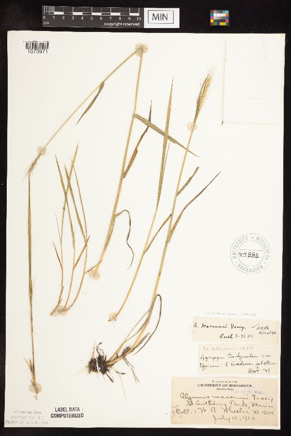 Elymus trachycaulus x Hordeum jubatum image