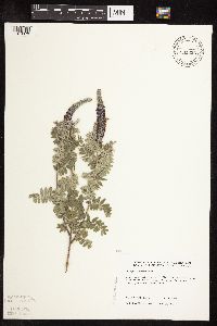 Image of Amorpha canescens