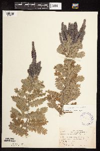 Amorpha canescens image