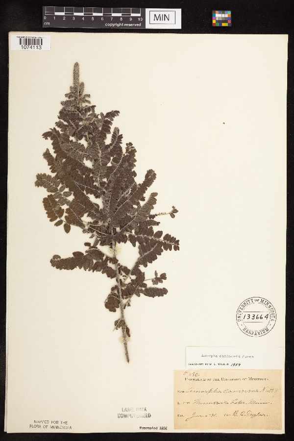 Amorpha canescens image
