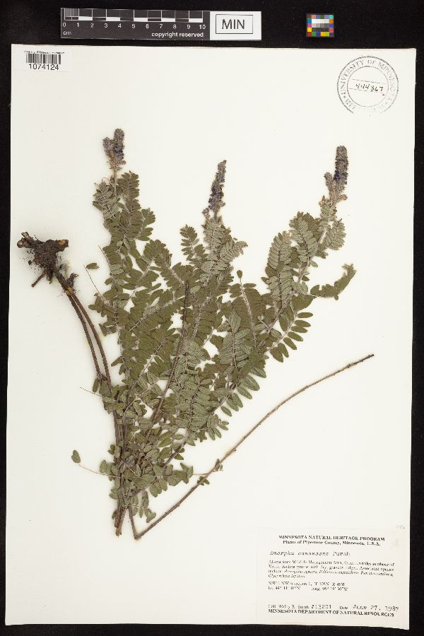 Amorpha canescens image