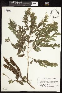 Amorpha fruticosa image