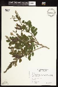 Amorpha fruticosa image