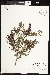 Amorpha fruticosa image