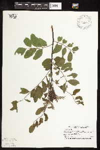 Amorpha fruticosa image