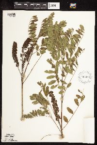 Amorpha fruticosa image