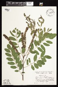 Amorpha fruticosa image