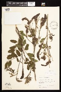 Amorpha fruticosa image